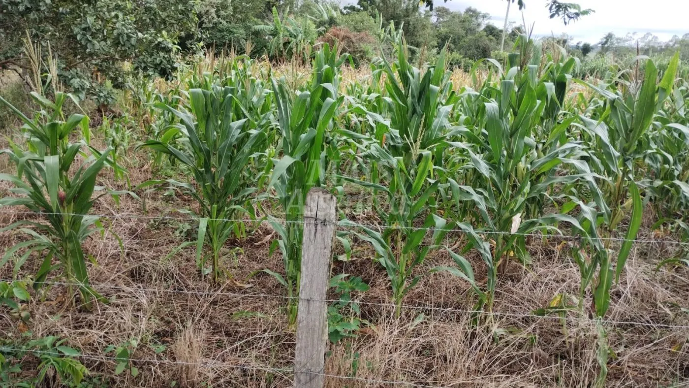 Imagem Chácara para venda em Santo Antônio da Patrulha Roça Grande