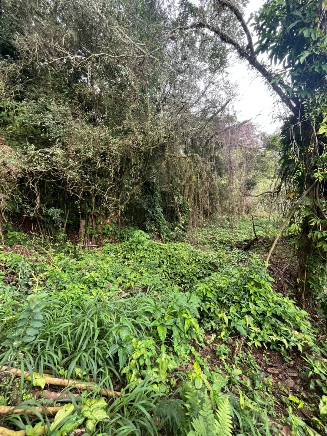 Imagem Terreno a venda com 875,06m² próximo ao Colégio Calábria na Vila Nova