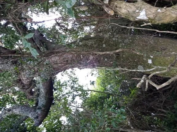 Imagem INVESTIDORES !!! - Excelente área de 2 Hectares, em Águas Claras, Viamão