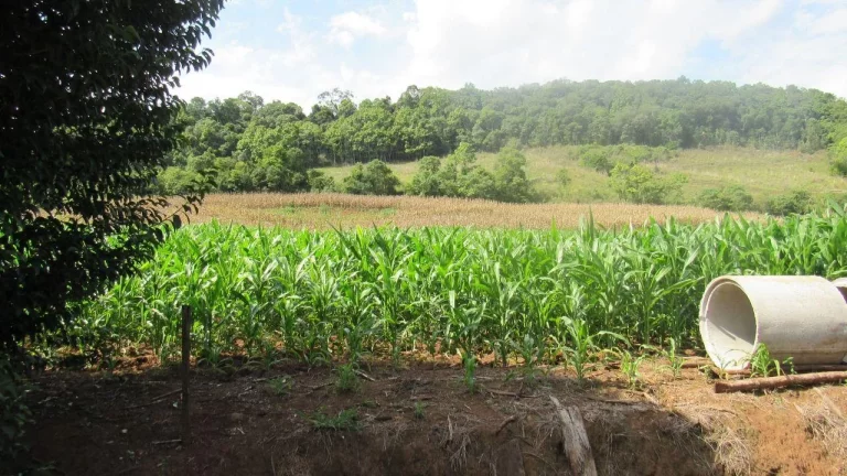 Imagem Área Agrícola para Venda em Concórdia, Linha Sertão