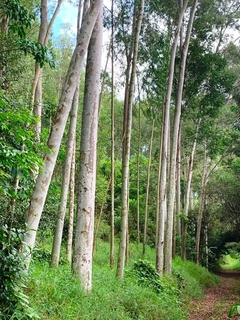 Imagem Chácara à venda 994000M², Barreiro, Aparecida - SP