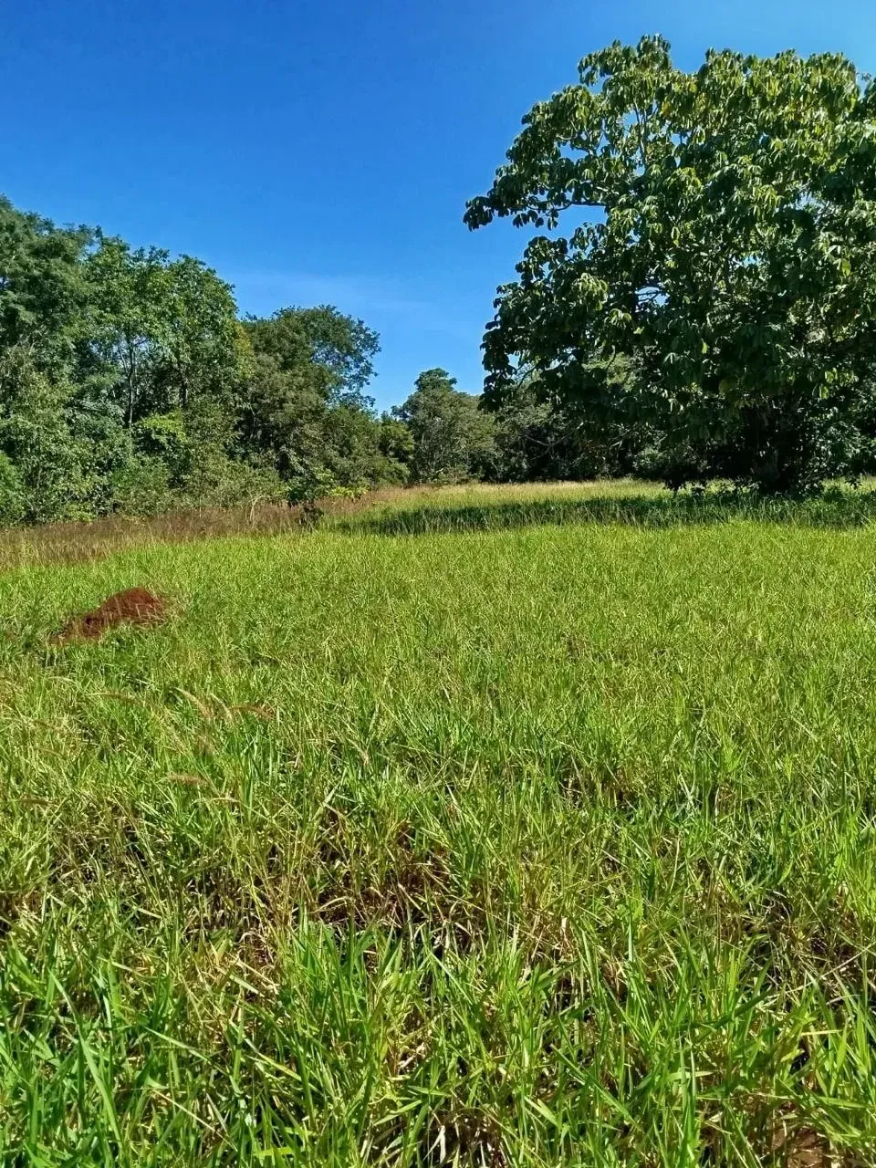 Imagem Fazenda à Venda, 28 Alq. GO em Área Rural de Itumbiara - Itumbiara