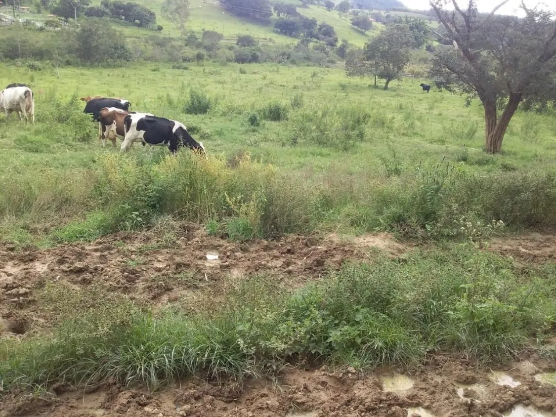 Imagem Terreno Espetacular à Venda em Carmópolis de Minas /MG 42 hectares de terra