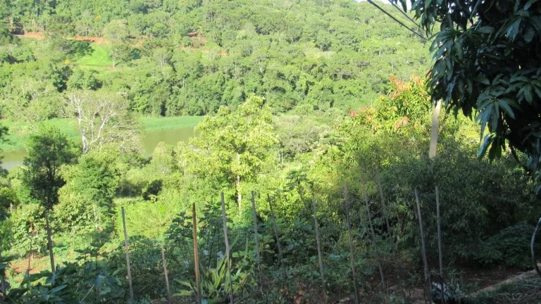 Imagem Sítio / Chácara para Venda em Concórdia, Rural, 3 dormitórios, 1 banheiro
