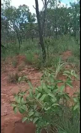 Imagem CASAL IMÓVEIS VENDE FAZENDA NO MARANHÃO COM 2.812 ALQUEIRES