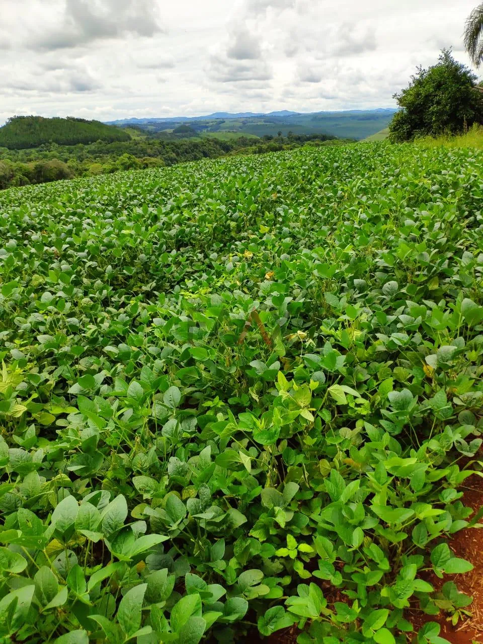 Imagem Fazenda à venda,260000.00m , CAMPINA DO SIQUEIRA, CANDOI - PR