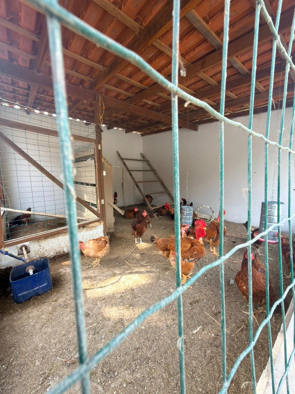 Imagem Casa com 3 Quartos à Venda, 500 m² em Domingos Martins - Domingos Martins