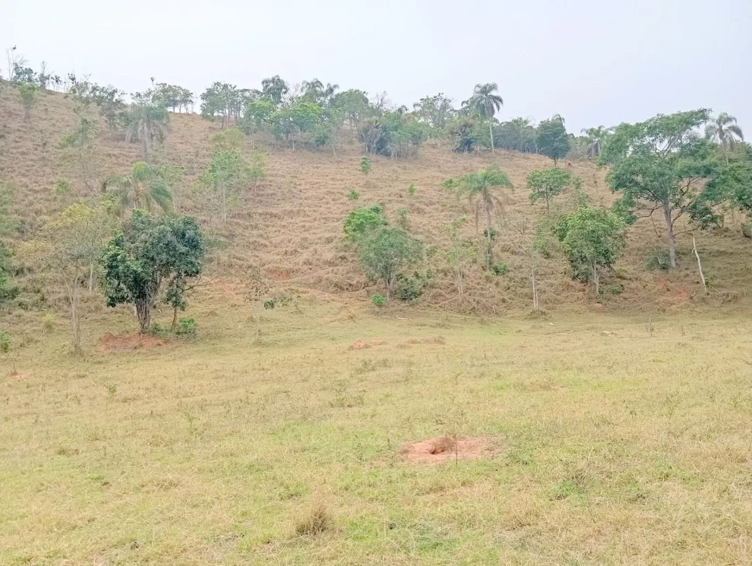 Imagem Fazenda proxima a Dutra paraa venda, , Roseira Velha, SP