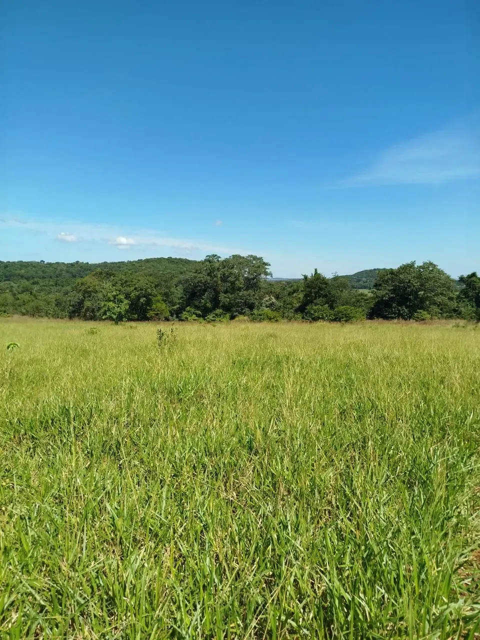 Imagem Fazenda à Venda, 28 Alq. GO em Área Rural de Itumbiara - Itumbiara