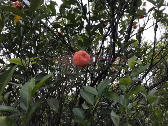 Imagem Chácara formada junto a natureza (muito verde) para VOCÊ desfrutar e relaxa