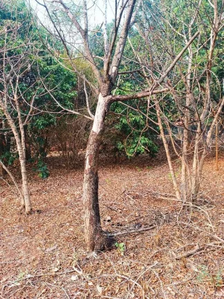 Imagem CHÁCARA A VENDA NA VICINAL DE TALHADOS