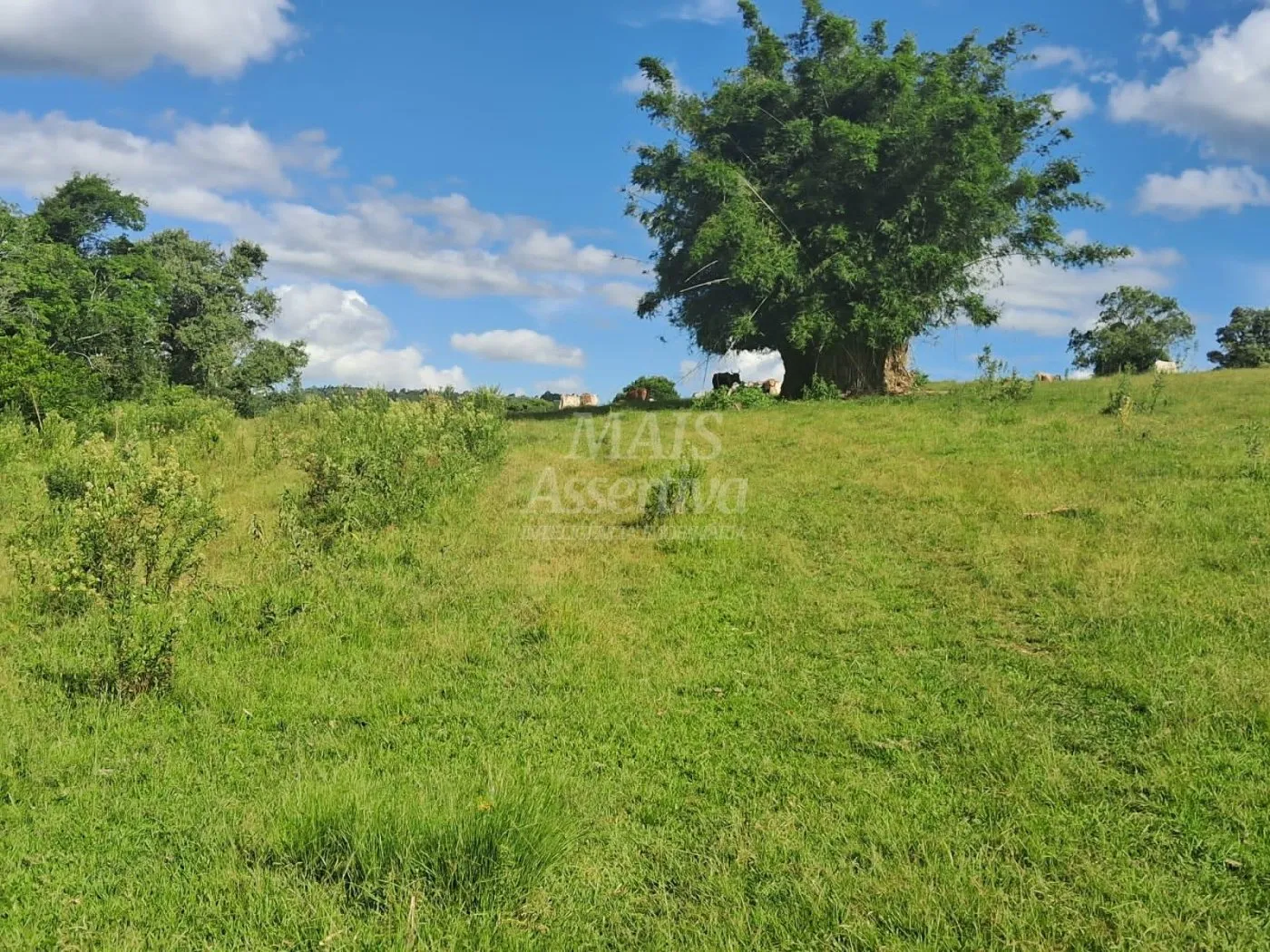 Imagem Área de Terras à venda, localizada em Taquara, ótima para plantação ou criação