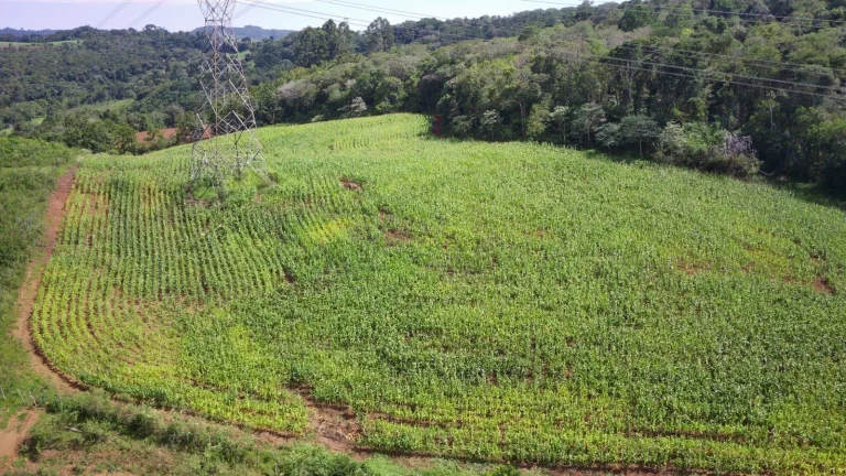 Foto do imóvel Área Agrícola para Venda em Concórdia, Rural em Lageado Paulino