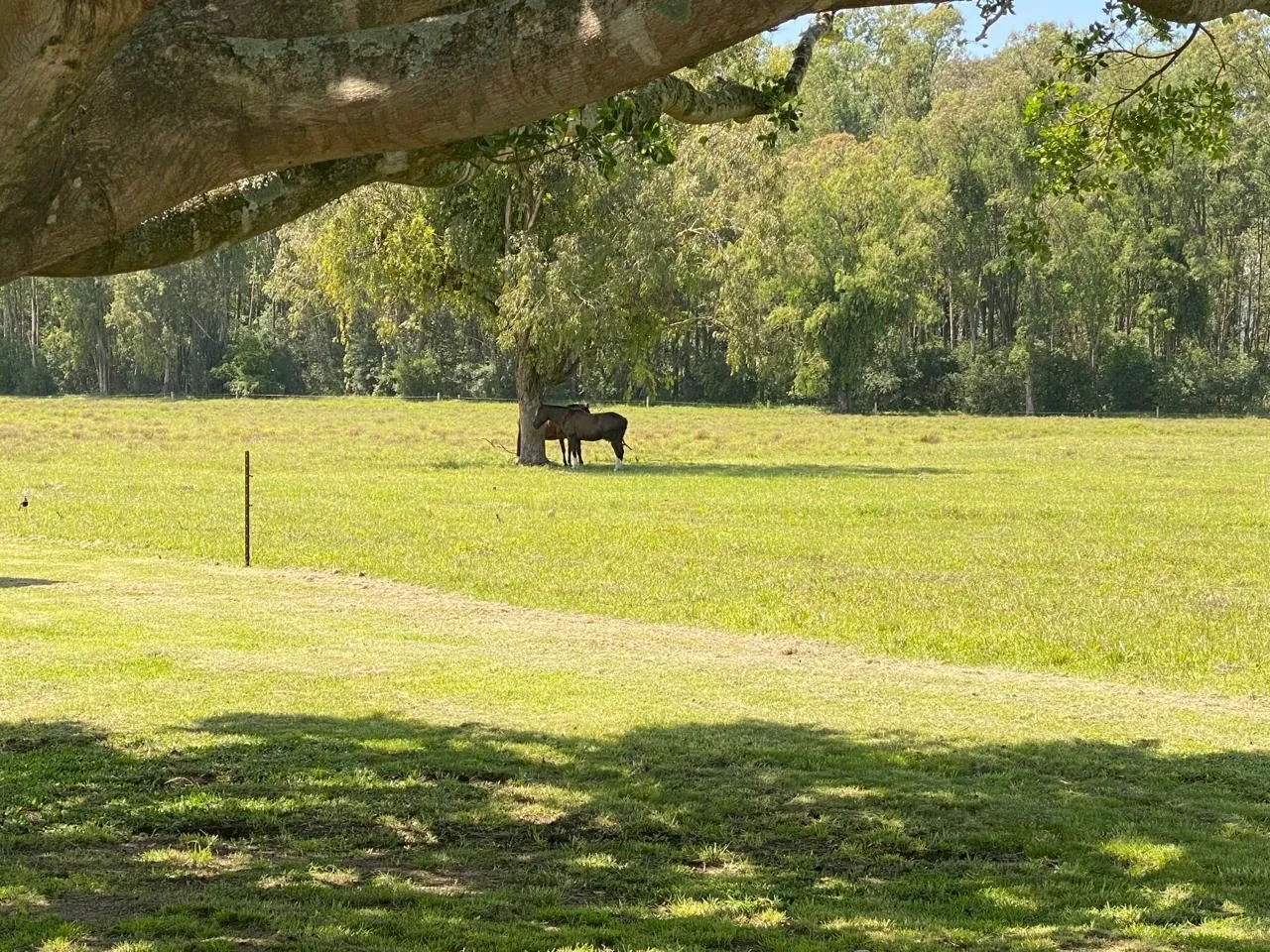 Imagem AREA RURAL COM 30 HECTARES EM PORTO ALEGRE, BAIRRO EXTREMA.