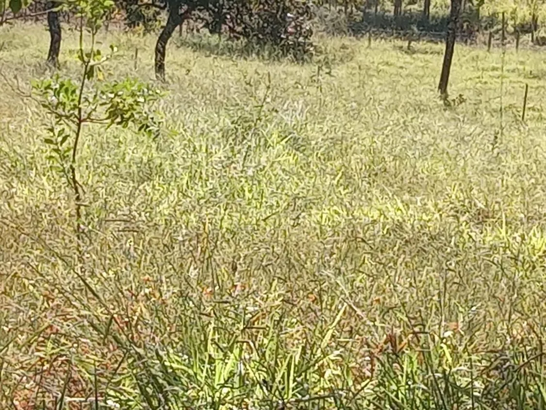 Imagem Vendo um excelente sítio na cidade de Piracema/Mg com 5 hectares de terra