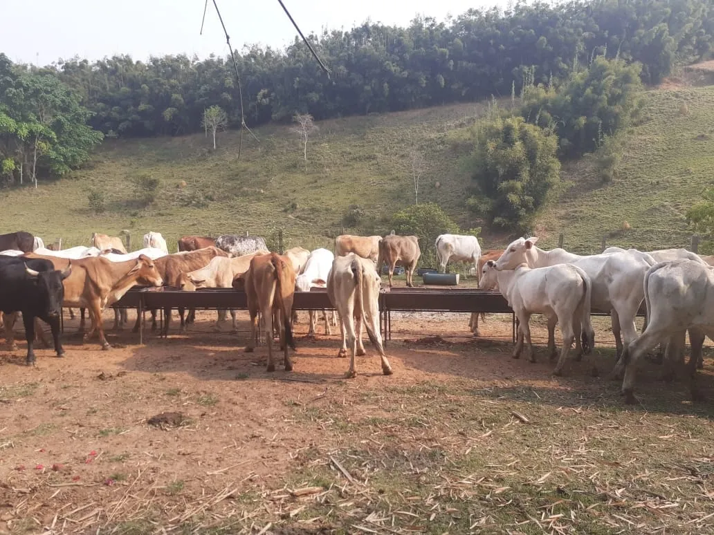 Imagem Chácara à venda 484000M², Cruz Pequena, Pindamonhangaba - SP