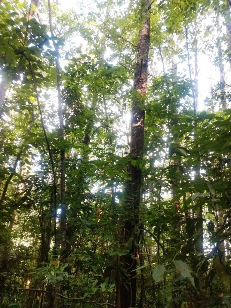 Imagem Terreno à venda por R$ 600.000 - Canela/RS