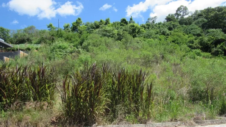 Imagem Terreno para Venda em Concórdia, Primavera