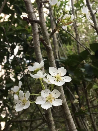 Imagem Casa de Condomínio em Portal - Santana de Parnaíba