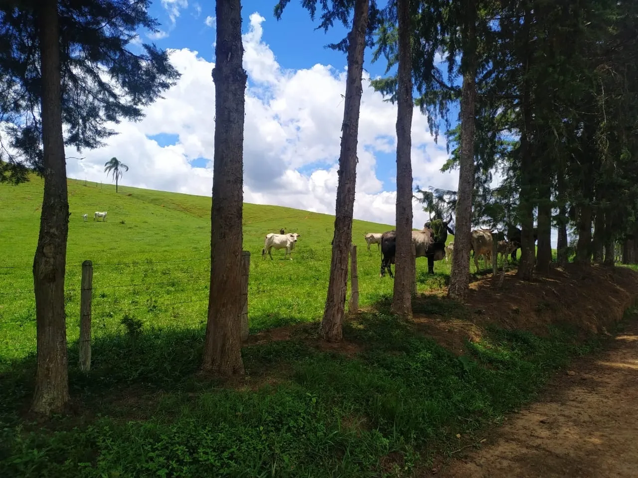 FAZENDA COMPLETA E ESTRUTURADA PARA PECUÁRIA - 105,5 ALQUEIRES
