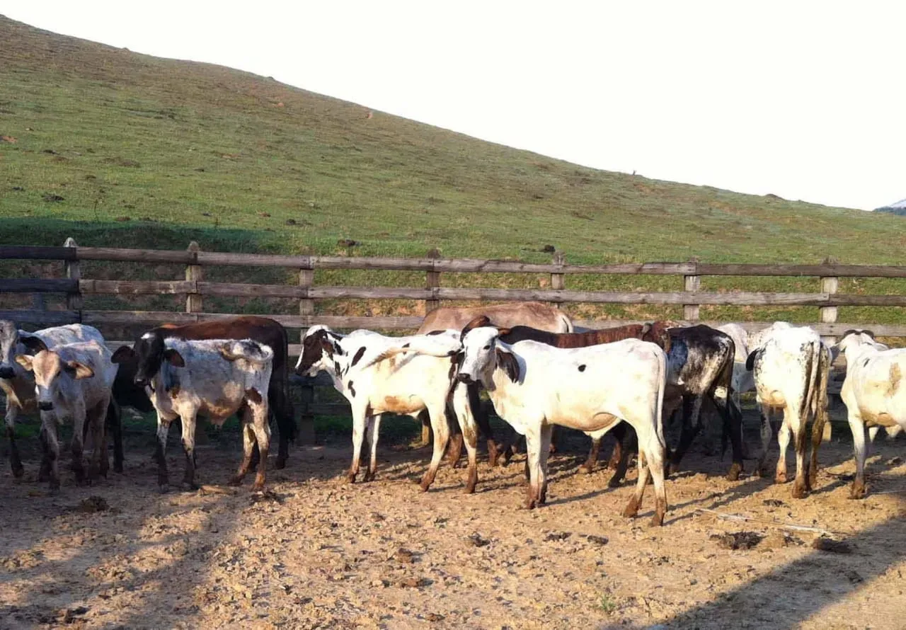 Imagem FAZENDA COMPLETA E ESTRUTURADA PARA PECUÁRIA - 105,5 ALQUEIRES