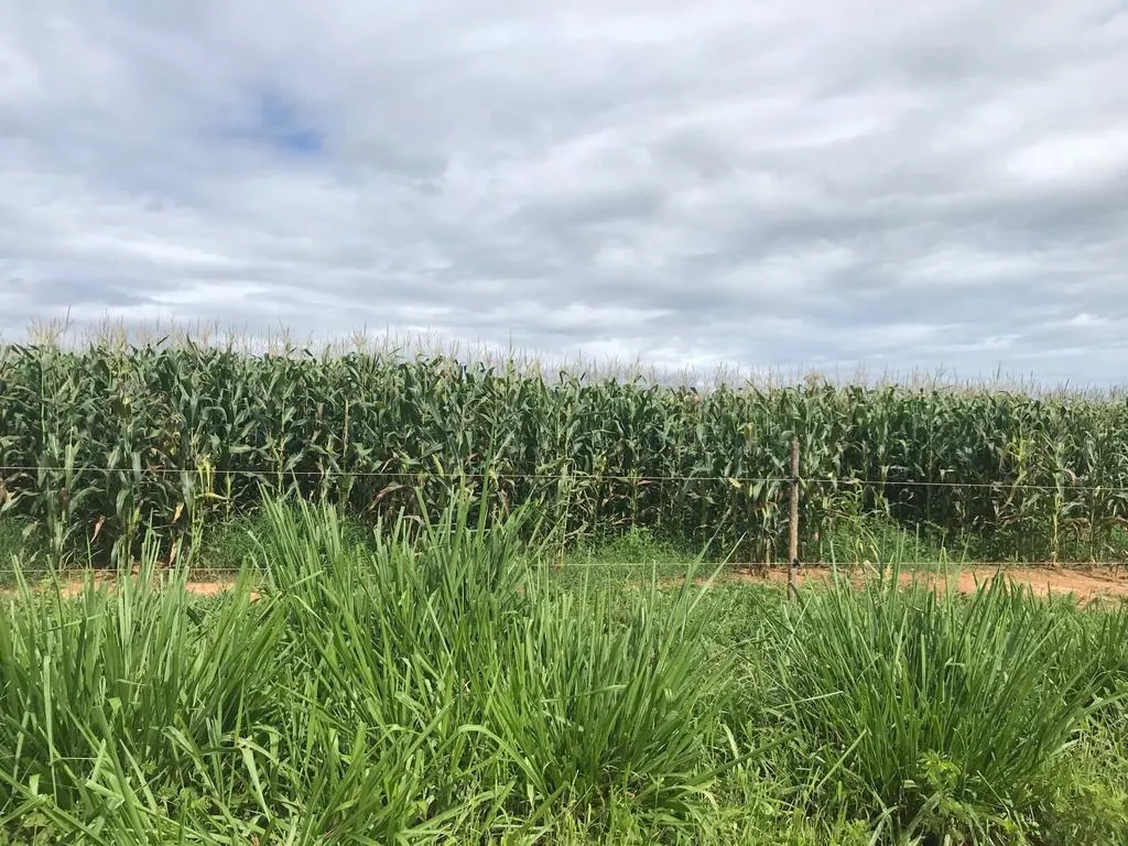Imagem FAZENDA À VENDA - VÁRZEA DA PALMA (MG) 313 hectares de área total