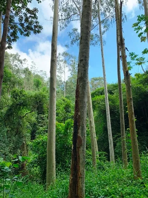 Imagem Chácara à venda 994000M², Barreiro, Aparecida - SP