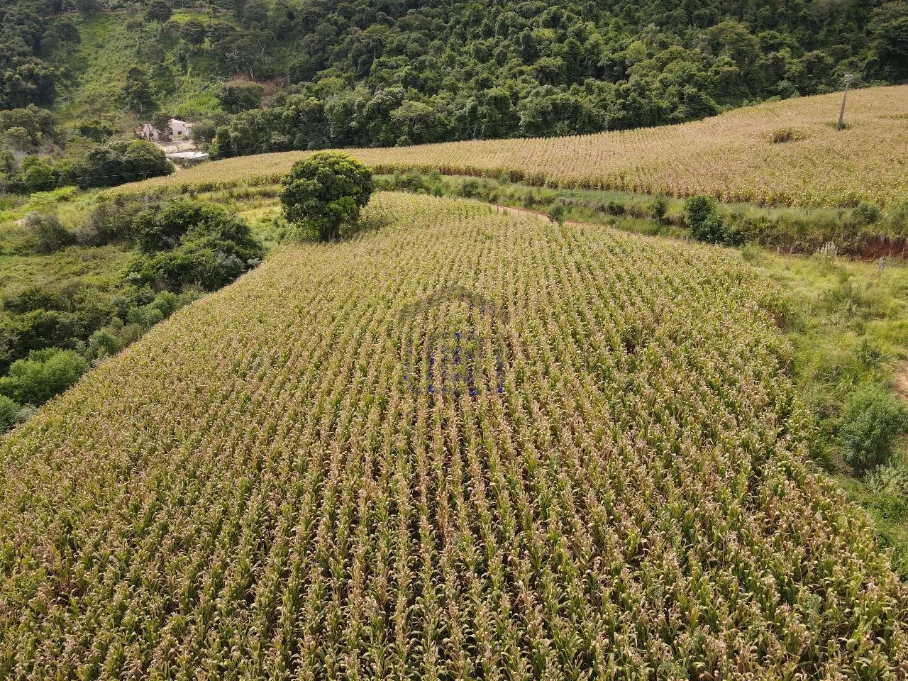 Imagem Fazenda 48 m² à venda em Roseira, Bandeira do Sul
