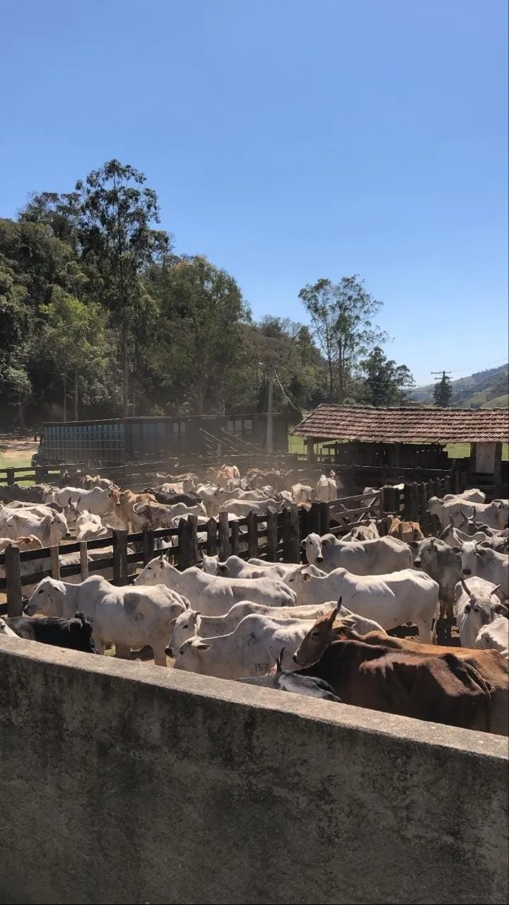Imagem Chácara à venda 3 Quartos, 1 Suite, 4840000M², Zona Rural, Lagoinha - SP