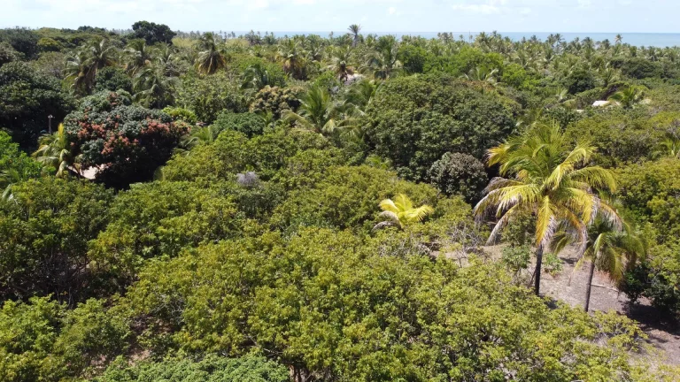 Imagem Glebas na Ponta da Baleia