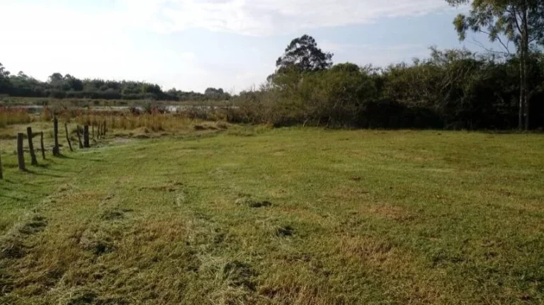 Imagem Sitio com 5.536m², mata nativa, Lagoa nos fundos, Águas Claras/ Viamão