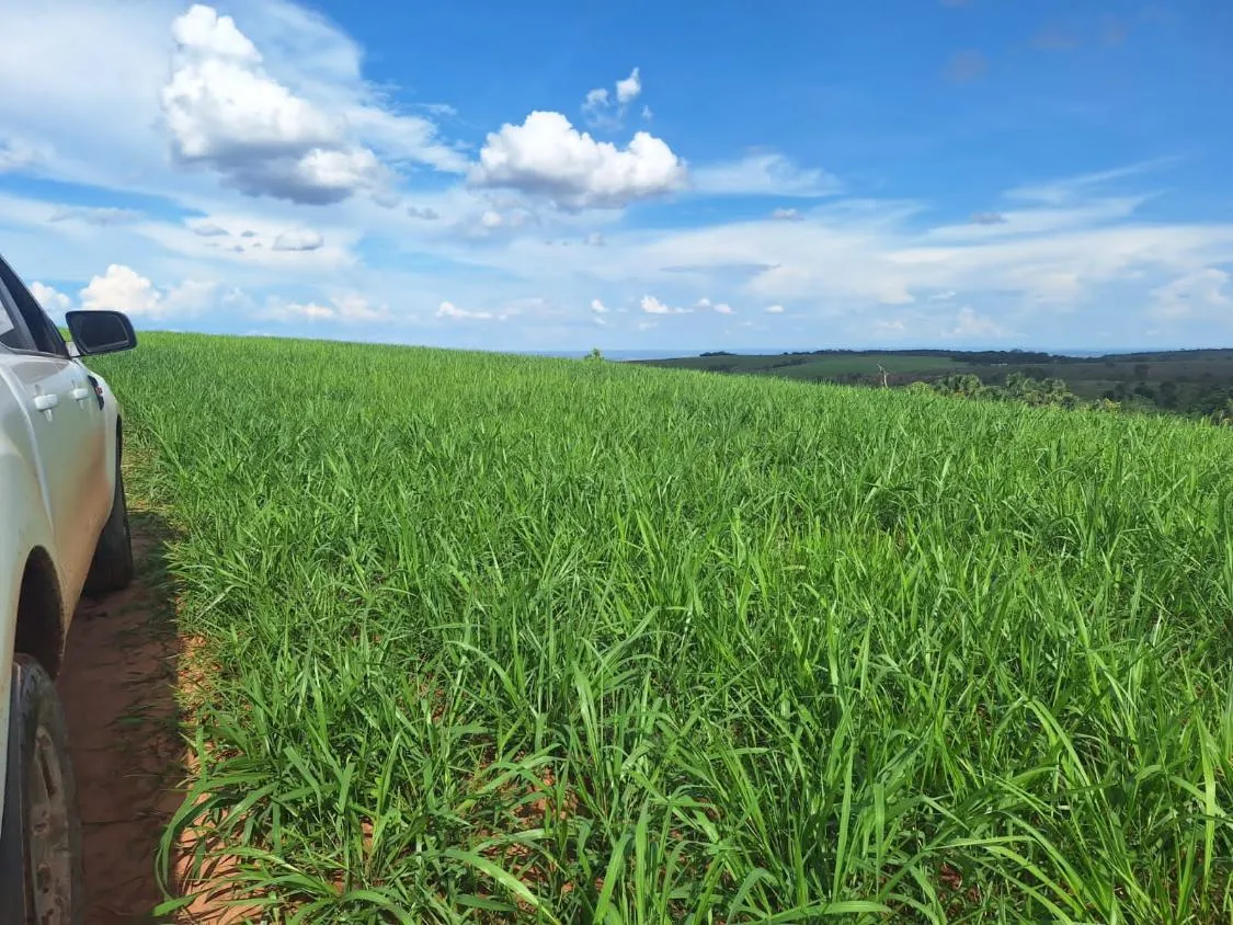 Imagem FAZENDA À VENDA - SÃO GONÇALO DO ABAETÉ (MG) 1.250 hectares de área total.