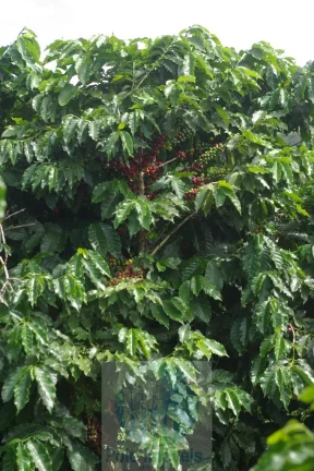 Imagem Fazenda com 140.000 pés de café produzindo, a 20 km de Jacuí Minas Gerais, casa de caseiro, energia e água.