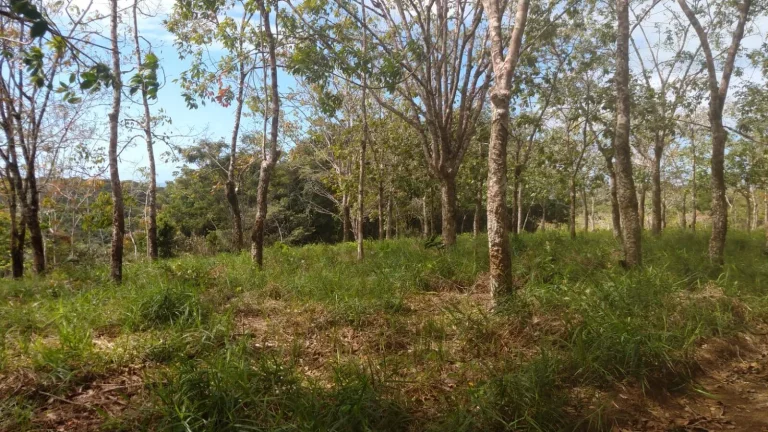 Imagem TOPO DE MORRO EM ALGODÕES