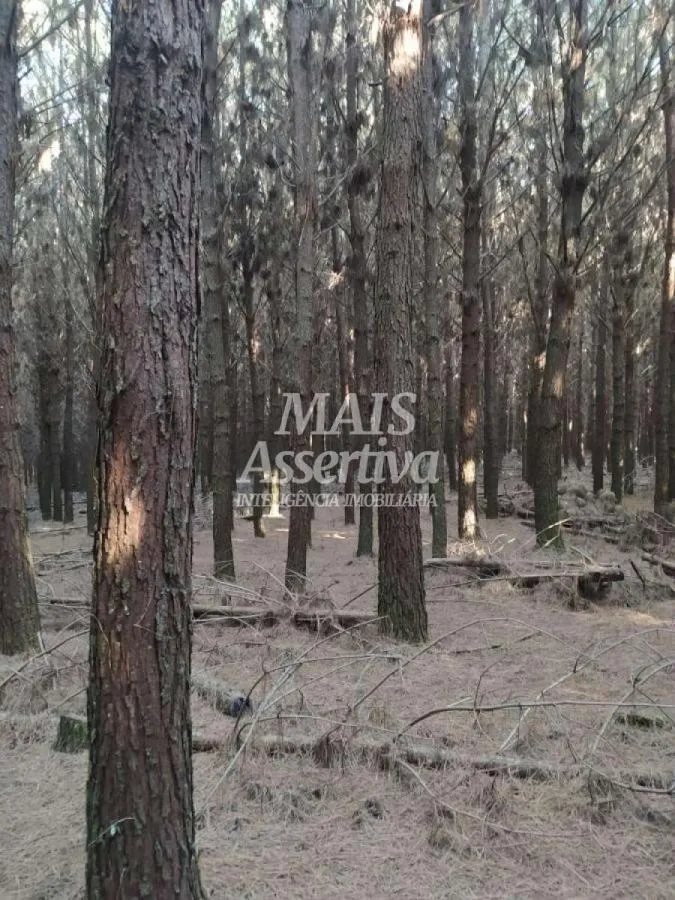 Imagem Sítio para Venda em São Francisco De Paula / RS