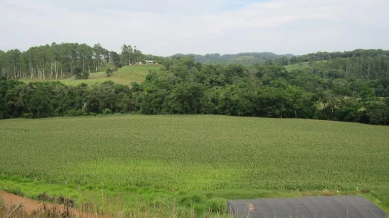 Imagem Área Agrícola para Venda em Peritiba, Lageado Mirim