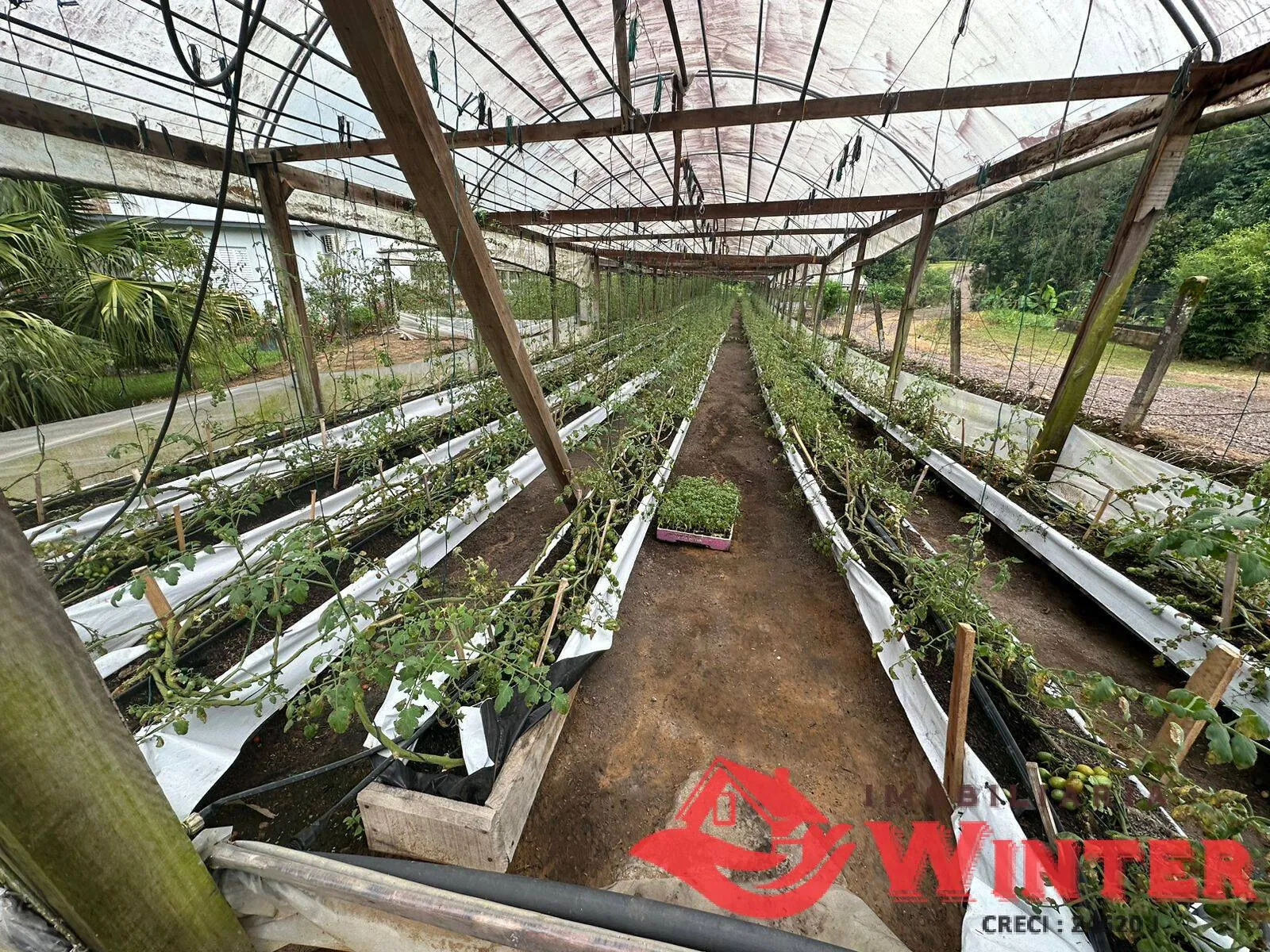 Imagem Plantação de tomates já produzindo.