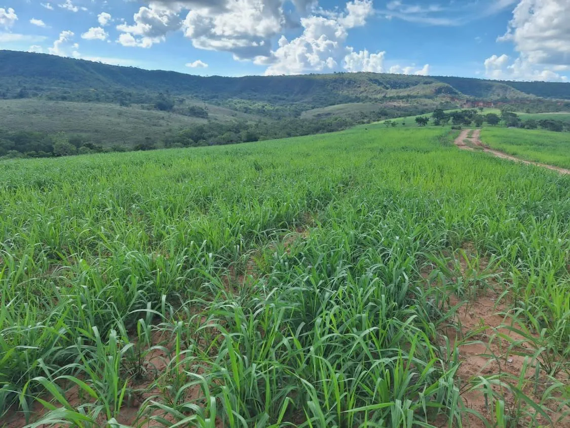 Imagem FAZENDA À VENDA - SÃO GONÇALO DO ABAETÉ (MG) 1.250 hectares de área total.