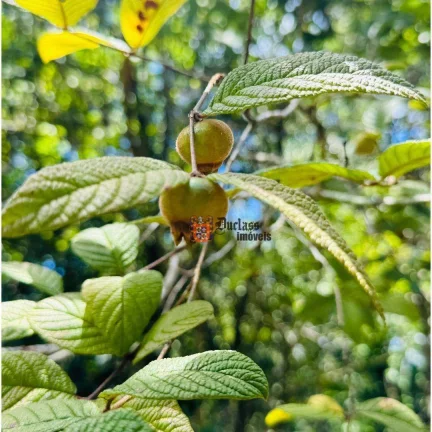 Imagem Área à venda, 13 alqueires paulista por R$ 5.300.000 - São Mateus - Camanducaia/MG