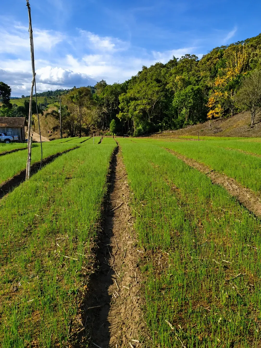 Imagem Chácara à Venda, 60000 m² em Alfredo Wagner - Alfredo Wagner