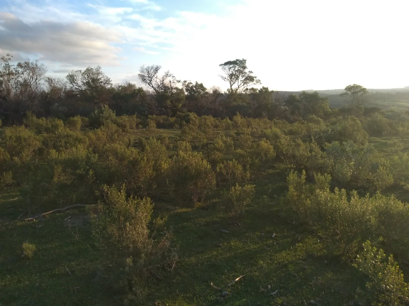Imagem Sítio para Venda em Pedro Osório, Brasileiras