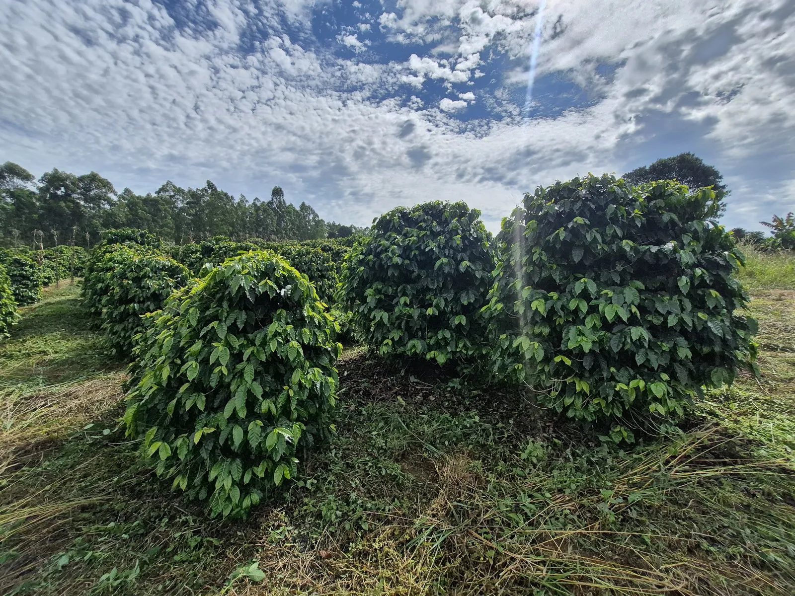 Imagem Sítio 1,3 ha à venda em Capituvas, Campestre