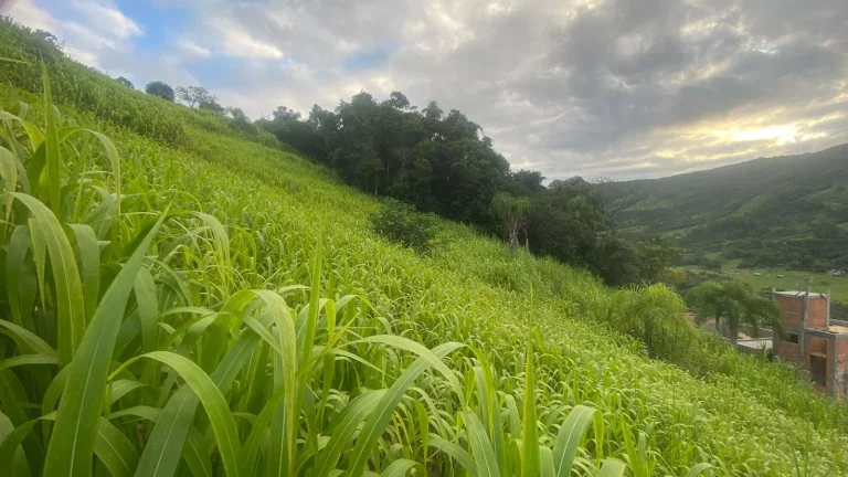 Imagem Oportunidade única: Terreno à venda em Garopaba-SC, Bairro Macacu, 1.000m² de área!