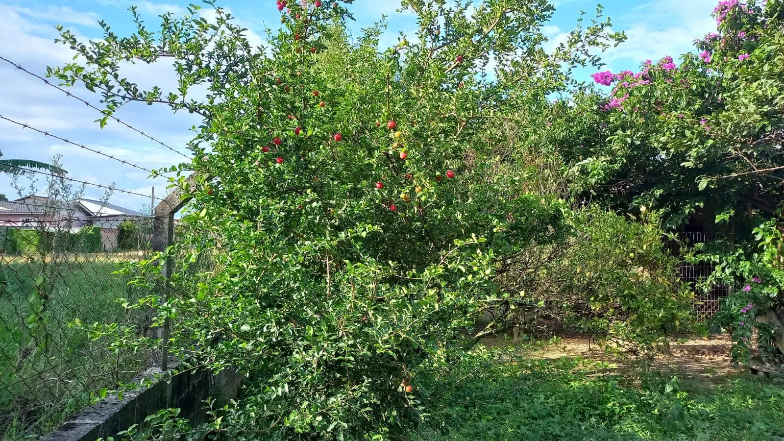 Imagem Chácara à venda l 4 quartos, 1 suíte l 220,7 m² l Aririú da Formiga - Palhoça/SC