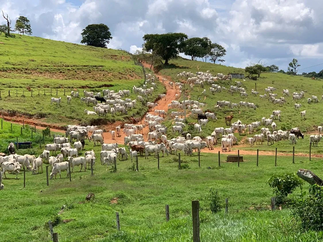 Imagem Vendo uma magnífica fazenda em Santo Antônio do Amparo/MG 318 hectares