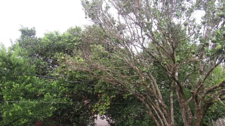 Imagem Casa para Venda em Concórdia, Santa Rita, 1 dormitório, 1 banheiro