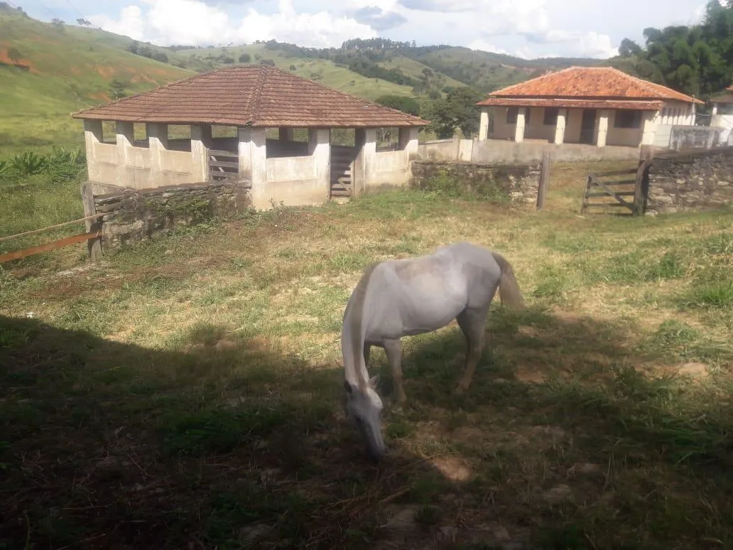 Imagem Vendo uma ótima fazenda em Passatempo 315 hectares
