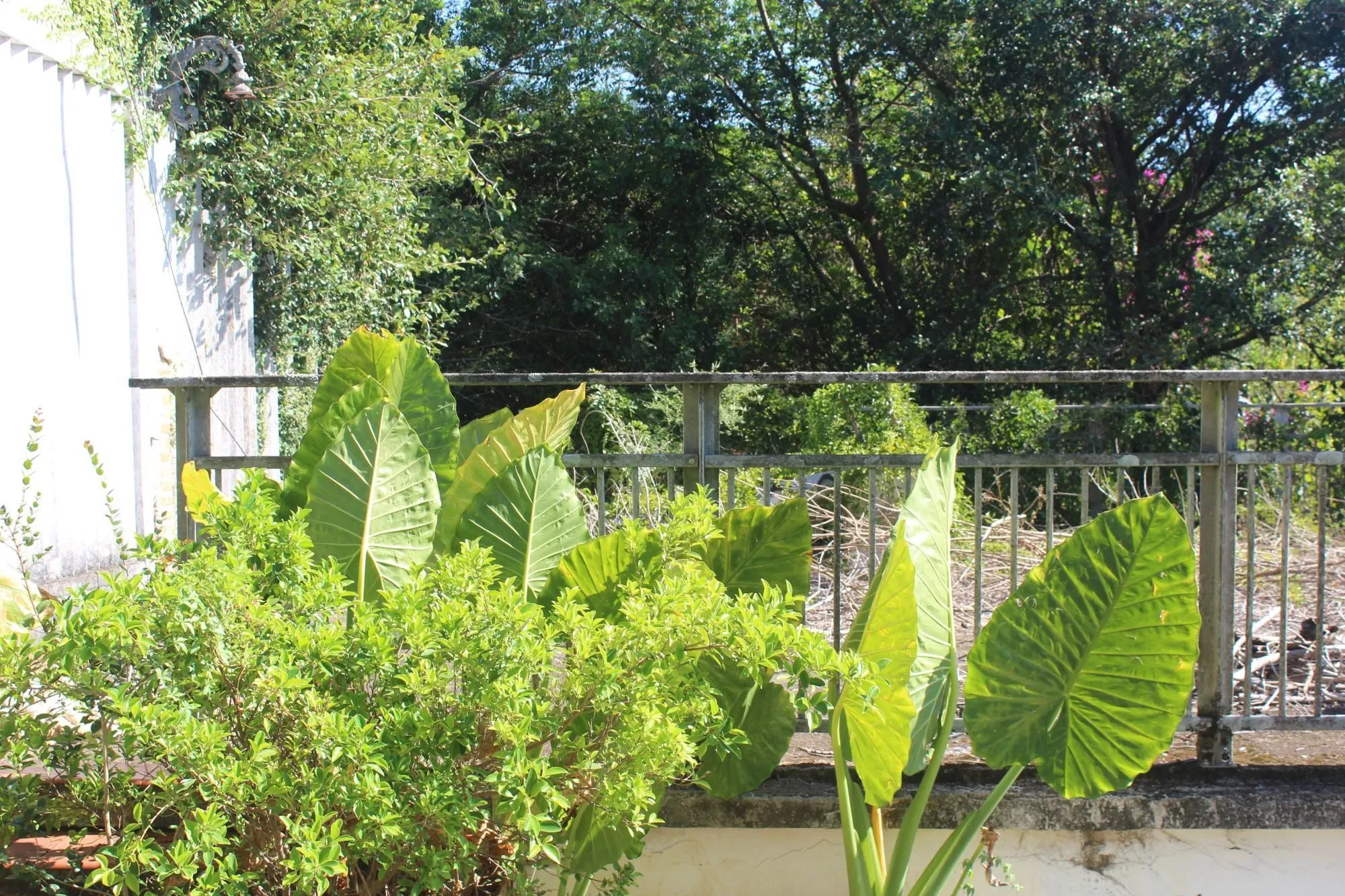 Imagem Imponente casa na Vila Assunção