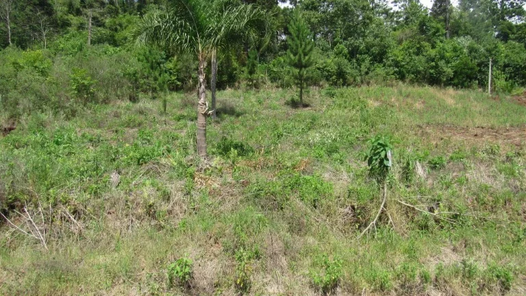 Imagem Terreno para Venda em Concórdia, Rural