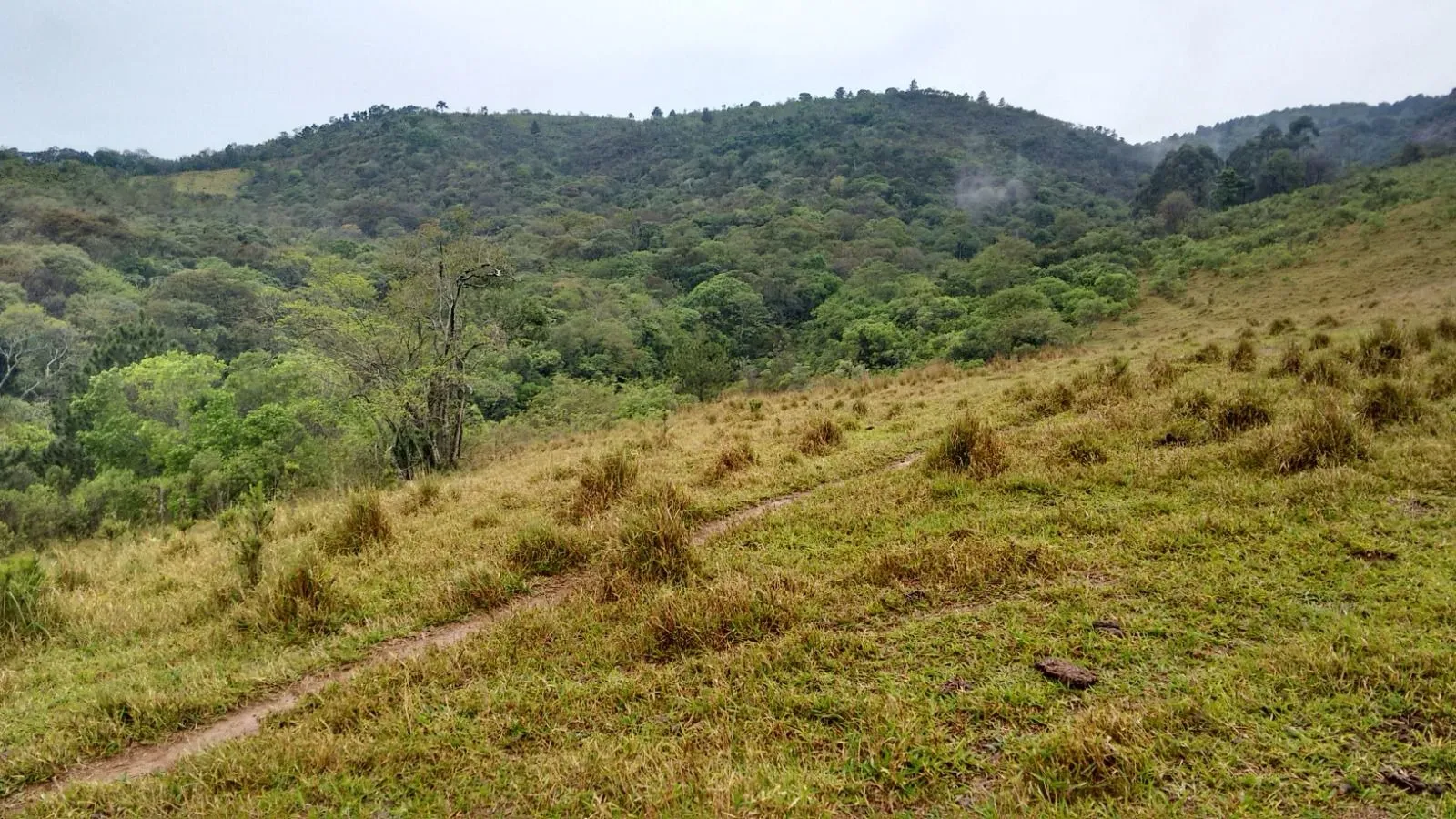 Imagem Oportunidade: Sítio com Muito Verde e Água de Nascente